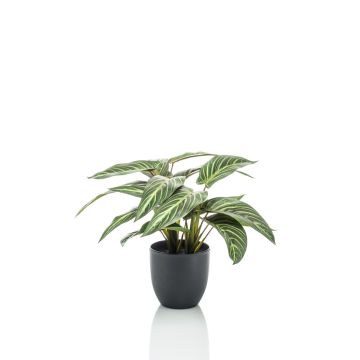 Calathea Zebrina artificiale VAIDA in vaso decorativo, verde-bianco, 40cm