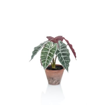 Alocasia Sanderiana artificiale GARCIA, vaso di terracotta, verde-bianco, 30cm