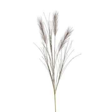 Ramo di erba della pampa artificiale BALARI, pannocchie, marrone scuro, 65cm