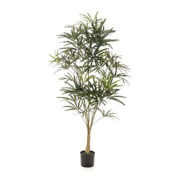 Schefflera artificiale KAZUKI, tronco artificiale, verde, 145cm