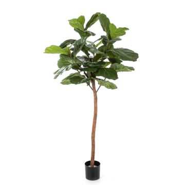 Ficus Lyrata artificiale ADERITO, tronco reale, verde, 170cm