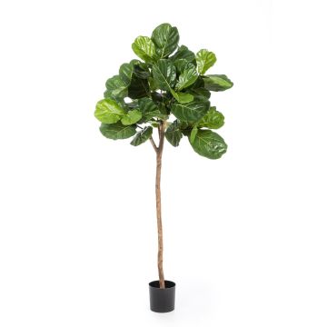 Ficus Lyrata artificiale ADERITO, tronco reale, verde, 200cm