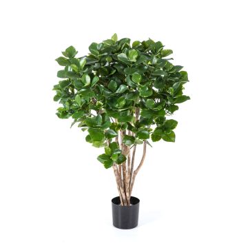 Clusia artificiale MAASYM, tronchi veri, verde, 110cm