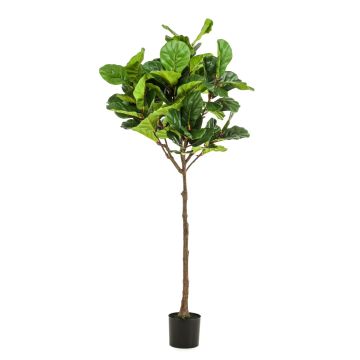 Ficus Lyrata artificiale ABIULA, tronco vero, verde, 195cm