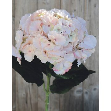 Ortensia finta ANGELINA, rosa tenue, 70cm, 23cm