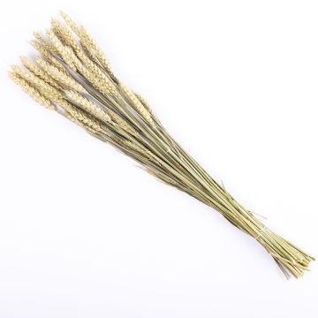 Rametti secchi di spighe di grano EUGENIO, colore naturale, 60cm