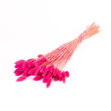 Erba canaria essiccata BRAGILA in mazzo, rosa, 50-75cm, Ø12cm