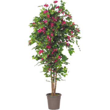 Bougainvillea decorativa INGELOTTE, tronchi reali, fiori, rosa, 175 cm - Made in Italy