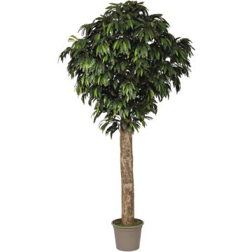 Mango artificiale MAYUMI, tronco vero, verde, crossdoor, 200 cm - Made in Italy