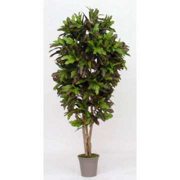 Croton artificiale KAJETANA, tronchi naturali, colorato, 200 cm - Made in Italy