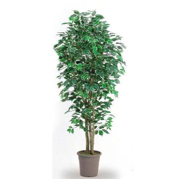 Ficus Benjamini decorativo LEONORET, tronchi reali, verde-bianco, 250 cm - Made in Italy
