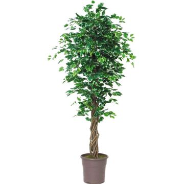 Ficus Benjamina artificiale EDILIO, tronchi reali, verde-bianco, 175 cm - Made in Italy