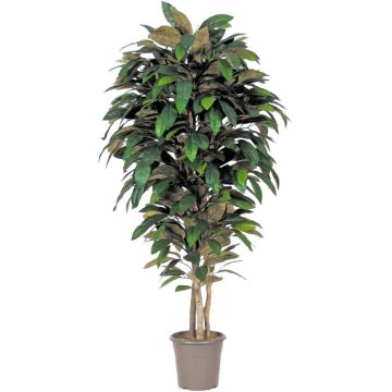 Magnolia decorativa MARZELLINE, tronchi naturali, verde, 250 cm - Made in Italy