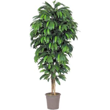 Mango artificiale MAWUWANI, tronchi reali, verde, crossdoor, 225 cm - Made in Italy