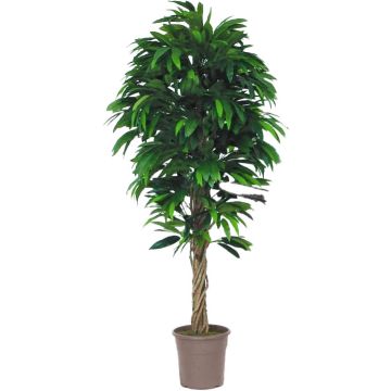 Mango finto MIMITICO, tronchi naturali, verde, crossdoor, 200 cm - Made in Italy