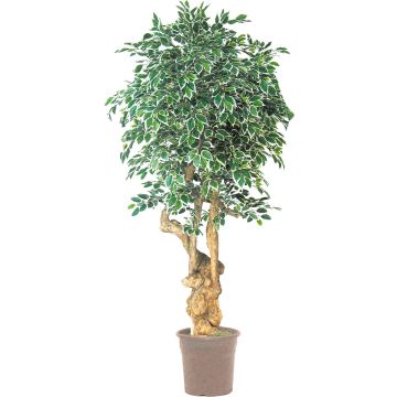 Ficus Benjamini artificiale AURELIANO, tronco naturale, verde-bianco, 200 cm - Made in Italy