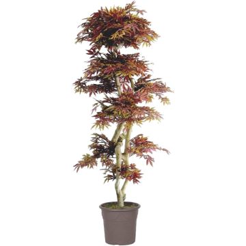 Albero decorativo Acero giapponese DANIIL, tronco vero, rosso-marrone, 185 cm - Made in Italy