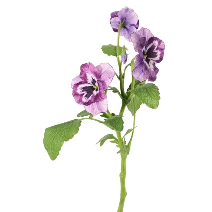 Viole del pensiero