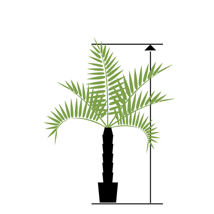 palme grandi da 200 cm