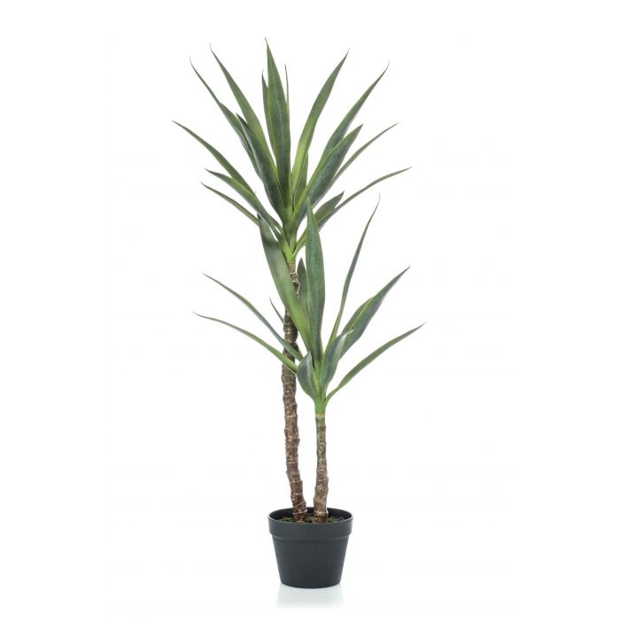 Palma Yucca