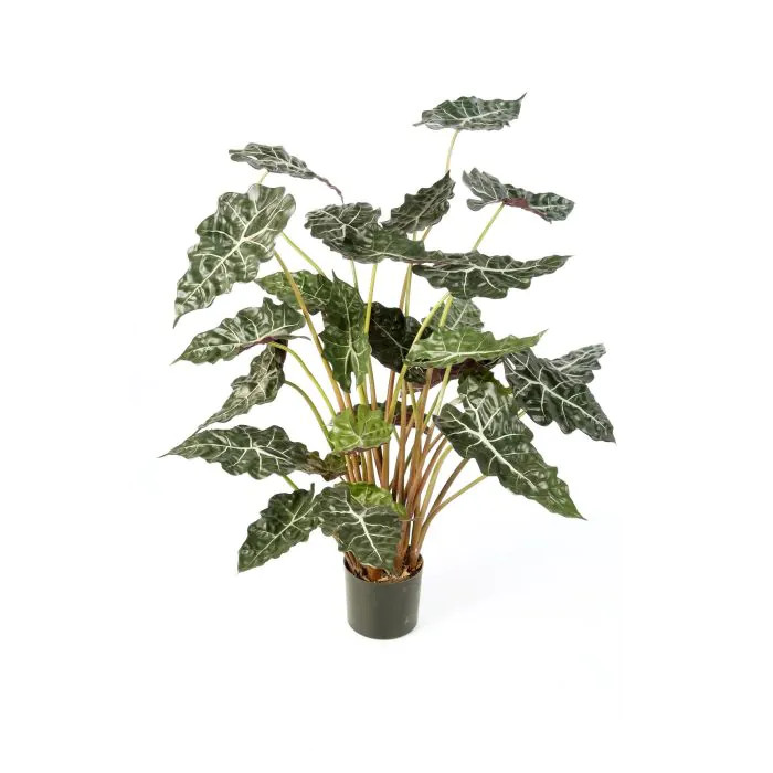 Alocasia calidora