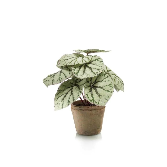 Begonia da foglia