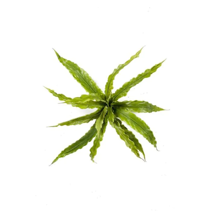 Felci