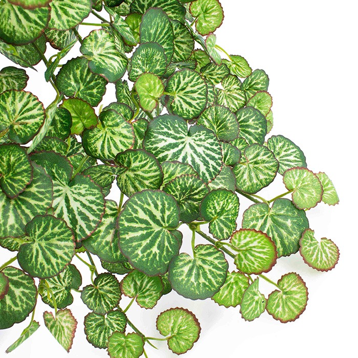 variegato / bicolore