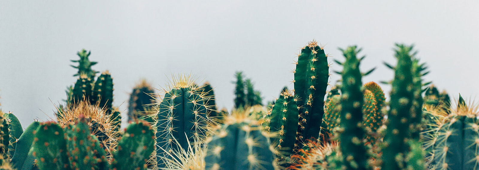 Cactus finti