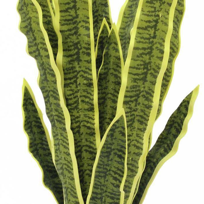 variegato