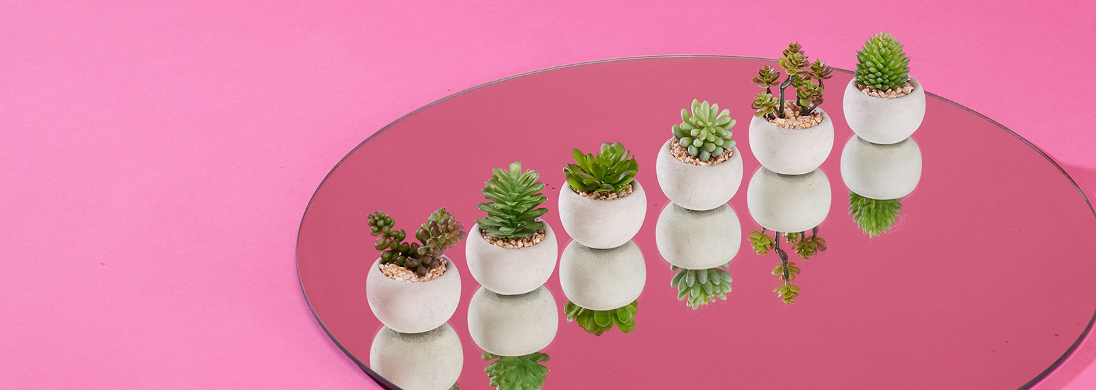 Succulente finte come quelle vere