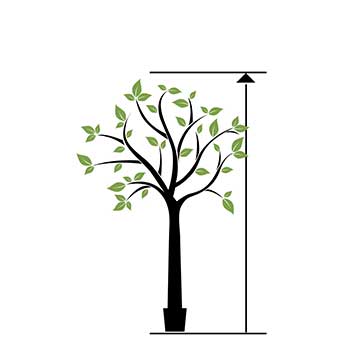 Grandi alberi da 200 cm