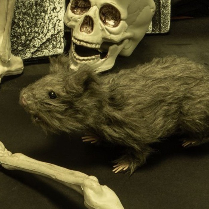 Animali di Halloween