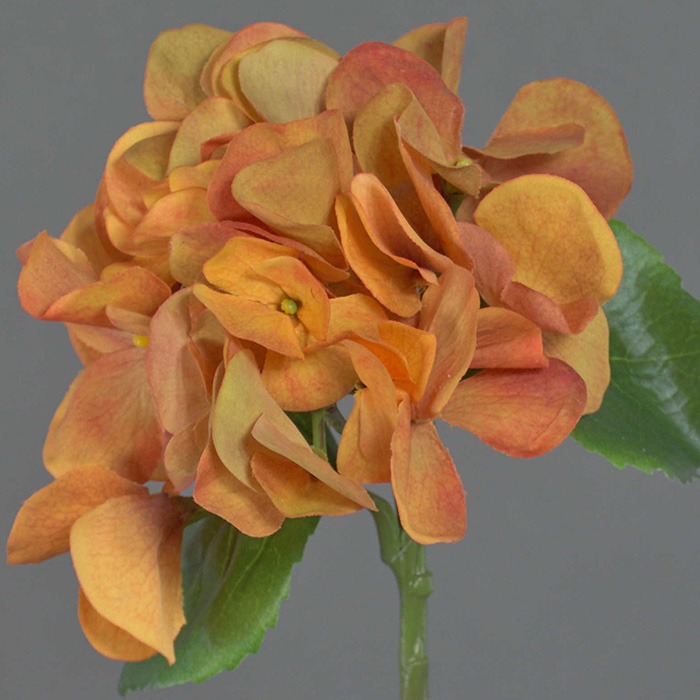 Ortensie arancione
