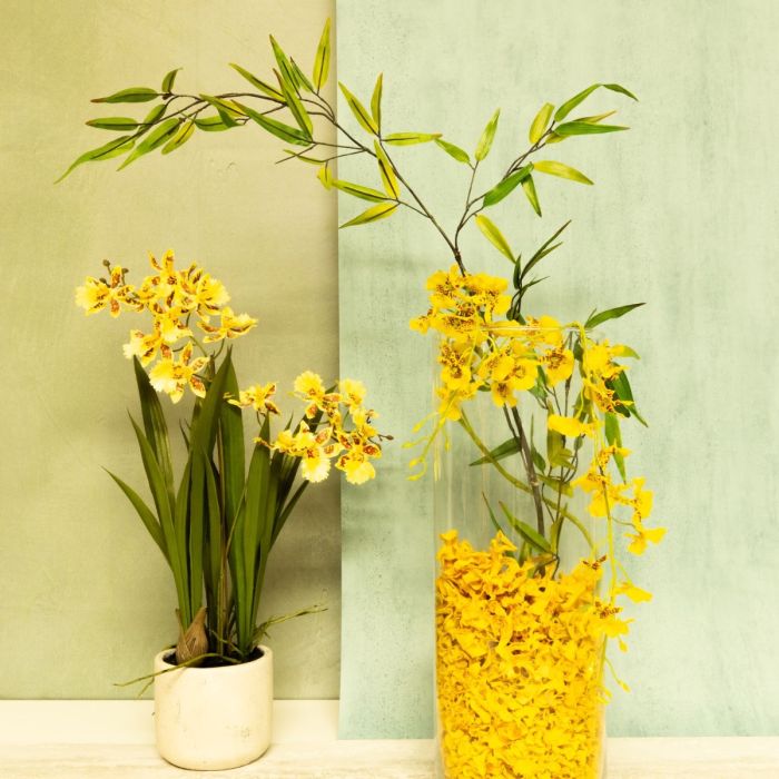 Felicit&agrave; gialla