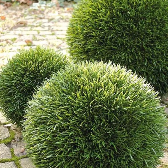 Piante a palla