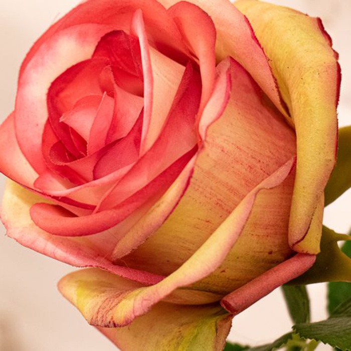 Teste di rose