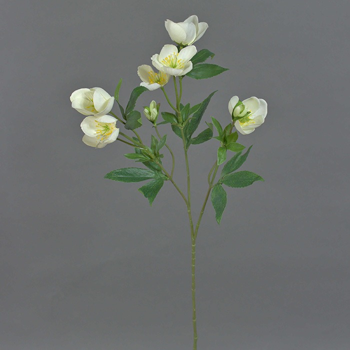 Rose di Natale