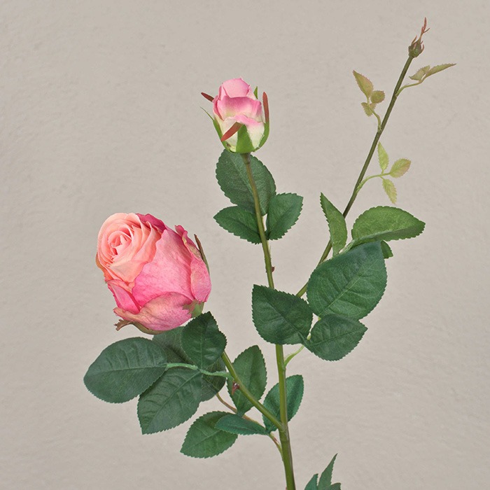 Rami di rosa