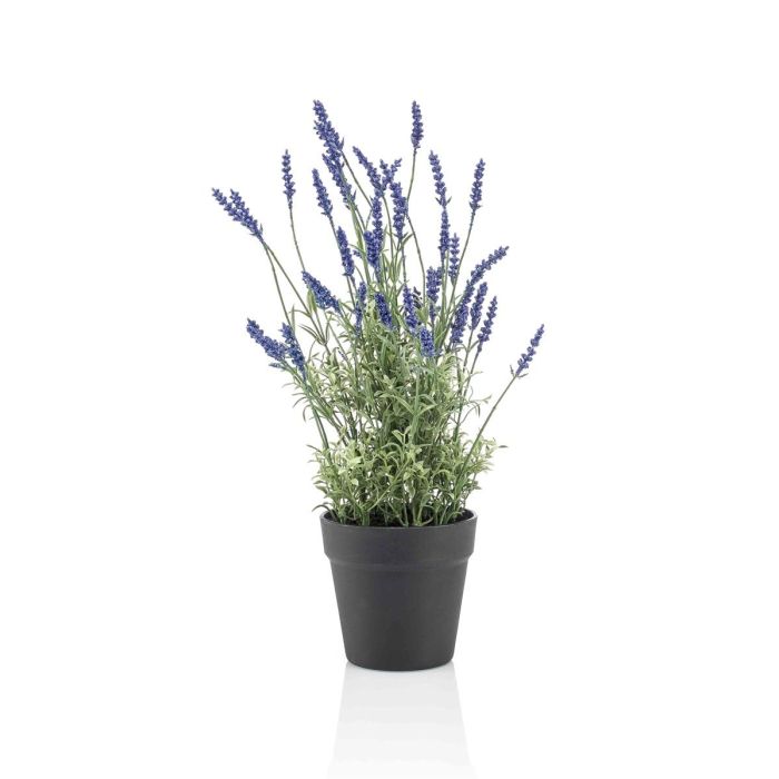 Lavanda